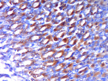 SOX2 Rabbit Polyclonal Antibody