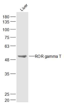 ROR gamma T Rabbit Polyclonal Antibody