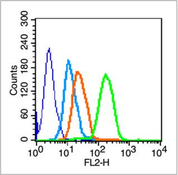 CD19 Rabbit Polyclonal Antibody