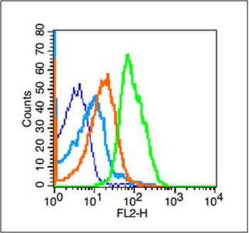 TERT Rabbit Polyclonal Antibody