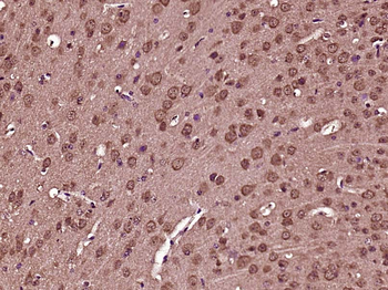 NUCB2 Rabbit Polyclonal Antibody