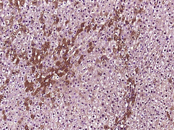 NUCB2 Rabbit Polyclonal Antibody