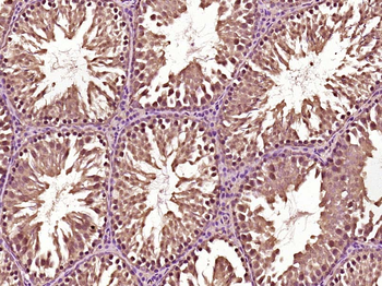 NUCB2 Rabbit Polyclonal Antibody