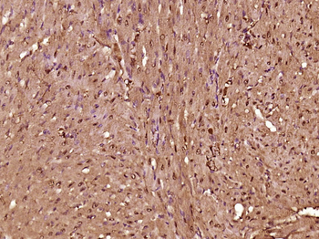 Dnmt3a Rabbit Polyclonal Antibody