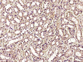 Dnmt3a Rabbit Polyclonal Antibody