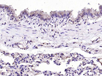 Dnmt3a Rabbit Polyclonal Antibody