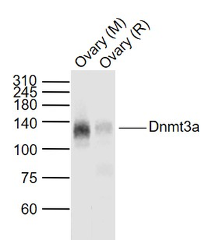 Dnmt3a Rabbit Polyclonal Antibody