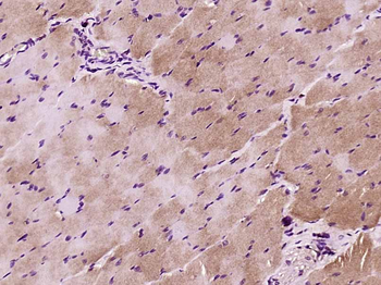 IRS-2 Rabbit Polyclonal Antibody