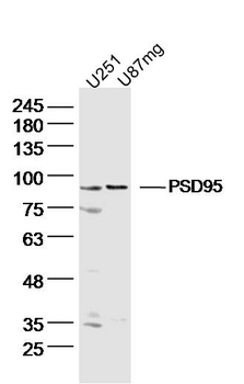PSD95 Rabbit Polyclonal Antibody
