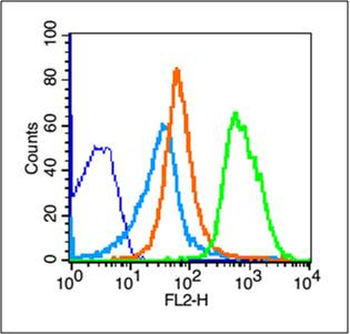 NKG2D Rabbit Polyclonal Antibody