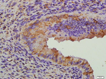 FSH receptor Rabbit Polyclonal Antibody