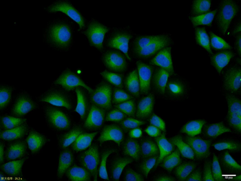 RASSF1A Rabbit Polyclonal Antibody