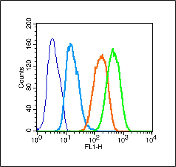 RASSF1A Rabbit Polyclonal Antibody