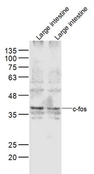 C-fos Rabbit Polyclonal Antibody