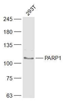 PARP1 Rabbit Polyclonal Antibody