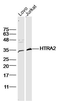HTRA2 Rabbit Polyclonal Antibody