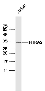 HTRA2 Rabbit Polyclonal Antibody
