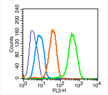 Caspase-8 subunit p18 Rabbit Polyclonal Antibody