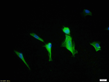 HIF-1 Alpha Rabbit Polyclonal Antibody