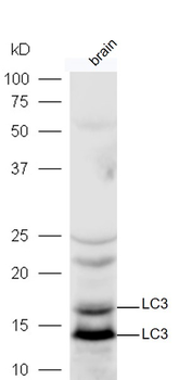 LC3 Rabbit Polyclonal Antibody
