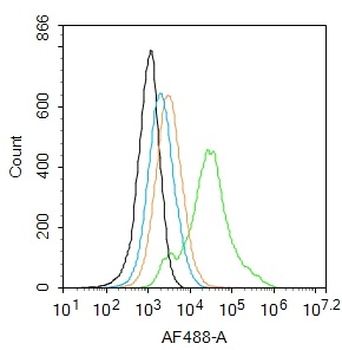 SOX9 Rabbit Polyclonal Antibody