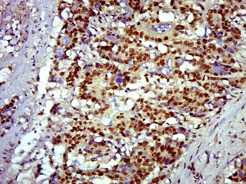 SOX9 Rabbit Polyclonal Antibody