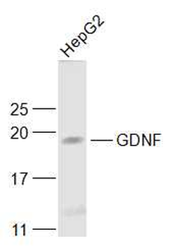 GDNF Rabbit Polyclonal Antibody