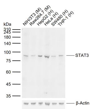 STAT3 Mouse Monoclonal Antibody