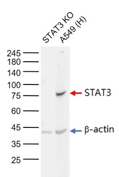 STAT3 Mouse Monoclonal Antibody