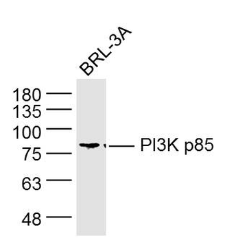 PIK3R1 Mouse Monoclonal Antibody