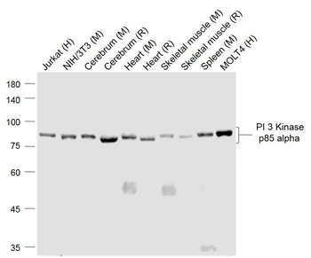 PIK3R1 Mouse Monoclonal Antibody