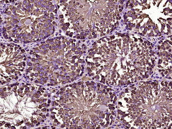 HSP90 alpha Mouse Monoclonal Antibody