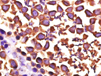 HSP90 alpha Mouse Monoclonal Antibody