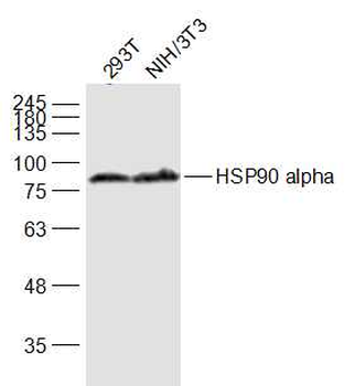 HSP90 alpha Mouse Monoclonal Antibody