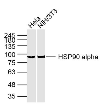 HSP90 alpha Mouse Monoclonal Antibody