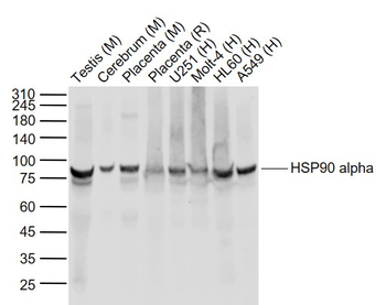 HSP90 alpha Mouse Monoclonal Antibody