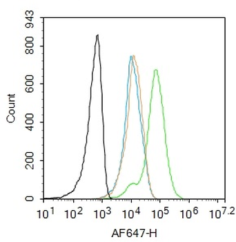 CDK5 Rabbit Polyclonal Antibody