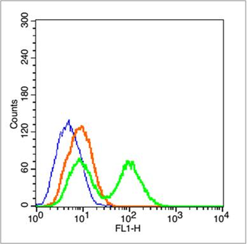 GPR49/LGR5 Rabbit Polyclonal Antibody