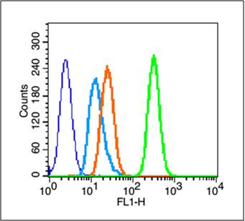 HSP27 Rabbit Polyclonal Antibody