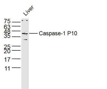 Caspase-1 P10 Rabbit Polyclonal Antibody