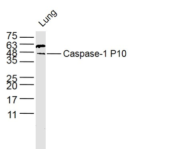 Caspase-1 P10 Rabbit Polyclonal Antibody