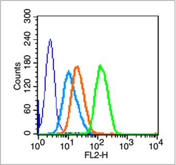 Phospho-BRCA1 (Ser1466) Rabbit Polyclonal Antibody