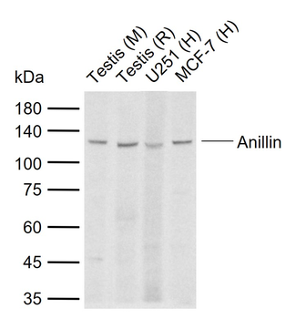 Anillin Rabbit Polyclonal Antibody