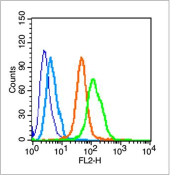 Notch1 Rabbit Polyclonal Antibody
