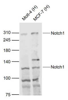 Notch1 Rabbit Polyclonal Antibody