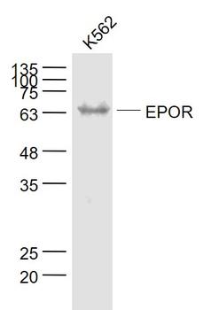 EPOR Rabbit Polyclonal Antibody