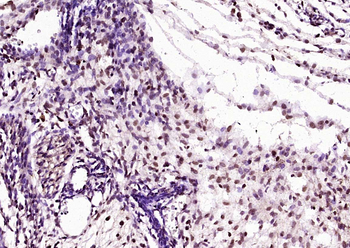 SOX2 Rabbit Polyclonal Antibody