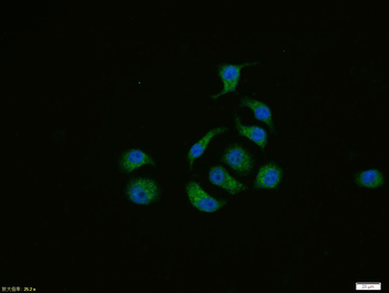 Nrf2 Rabbit Polyclonal Antibody