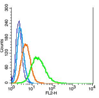 Connexin-40 Rabbit Polyclonal Antibody