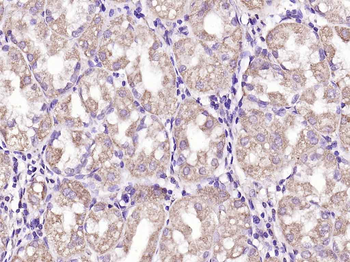 Connexin-40 Rabbit Polyclonal Antibody